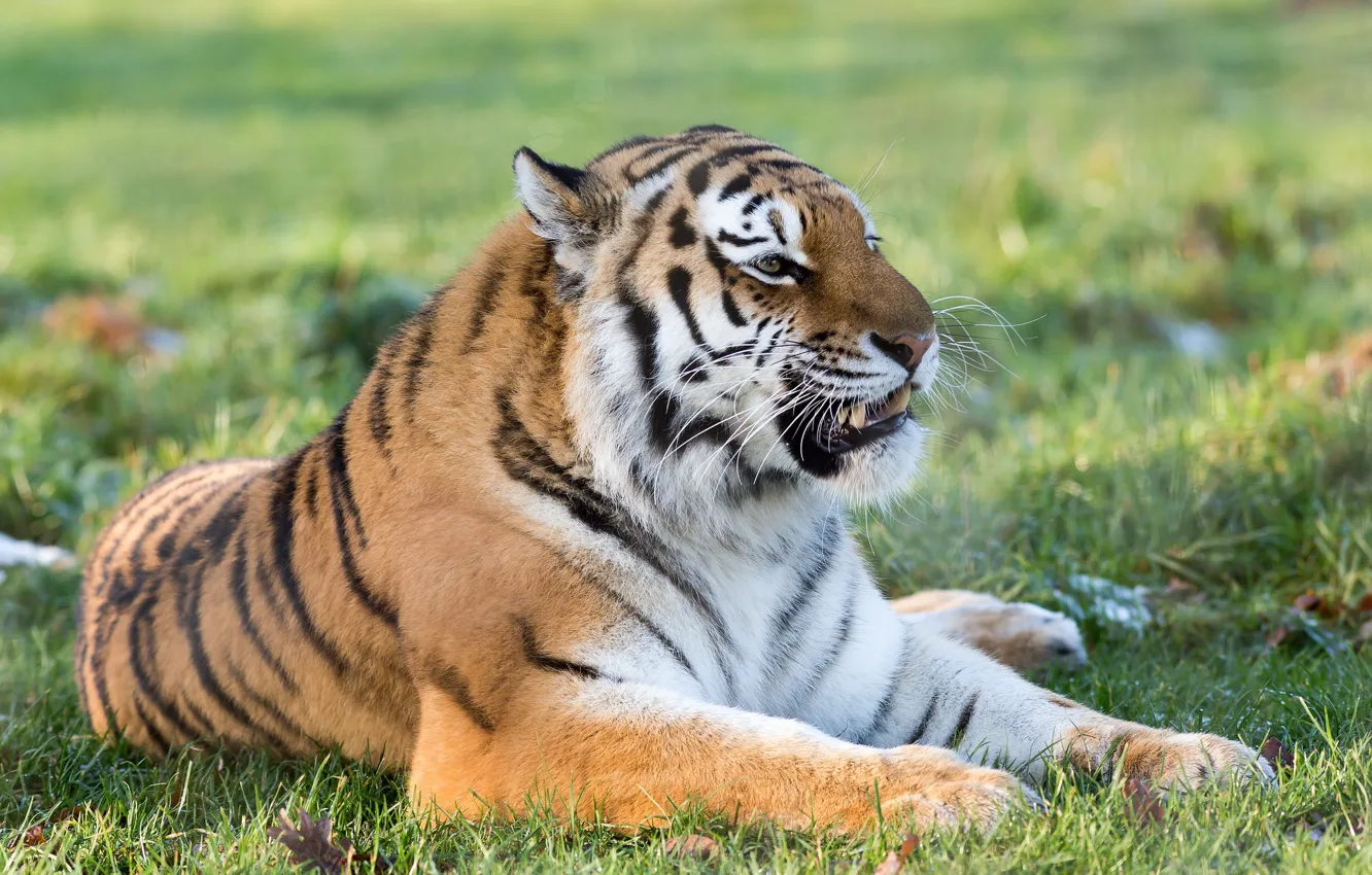Фото обои морда, тигр, хищник, клыки, оскал, лежит, дикая кошка