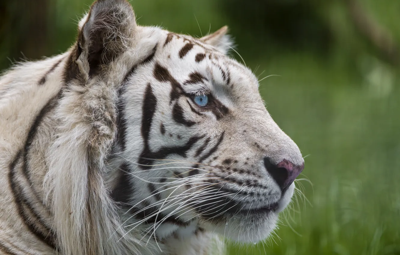 Фото обои кошка, взгляд, морда, голубые глаза, белый тигр, ©Tambako The Jaguar