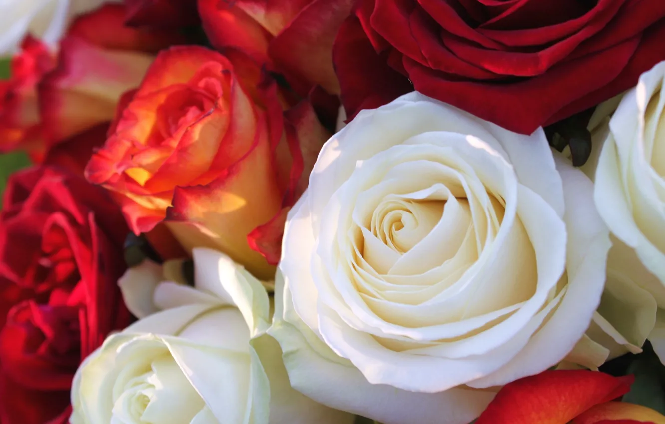 Фото обои цветы, розы, букет, белая