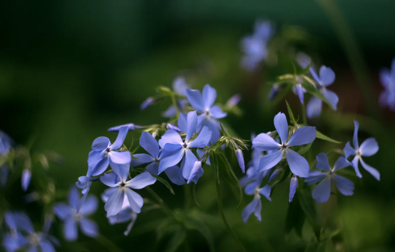 Фото обои цветы, синий, сиреневый, весна, сад