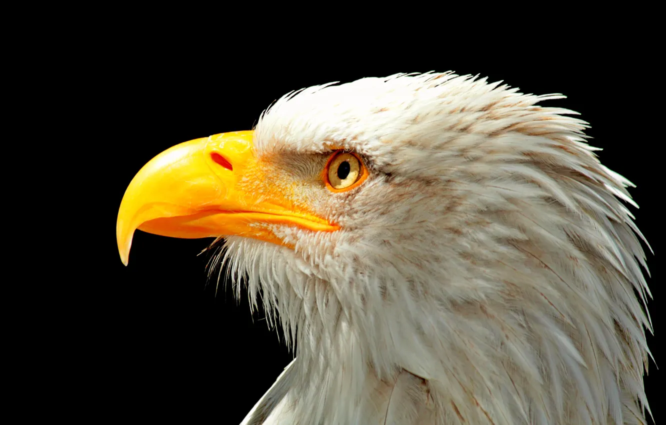 Фото обои птица, голова, клюв, Орел, USA, США, Eagle, bird