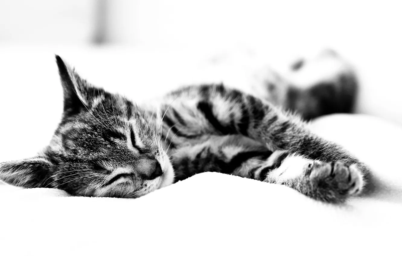 Фото обои черно-белый, простынь, кошак спит