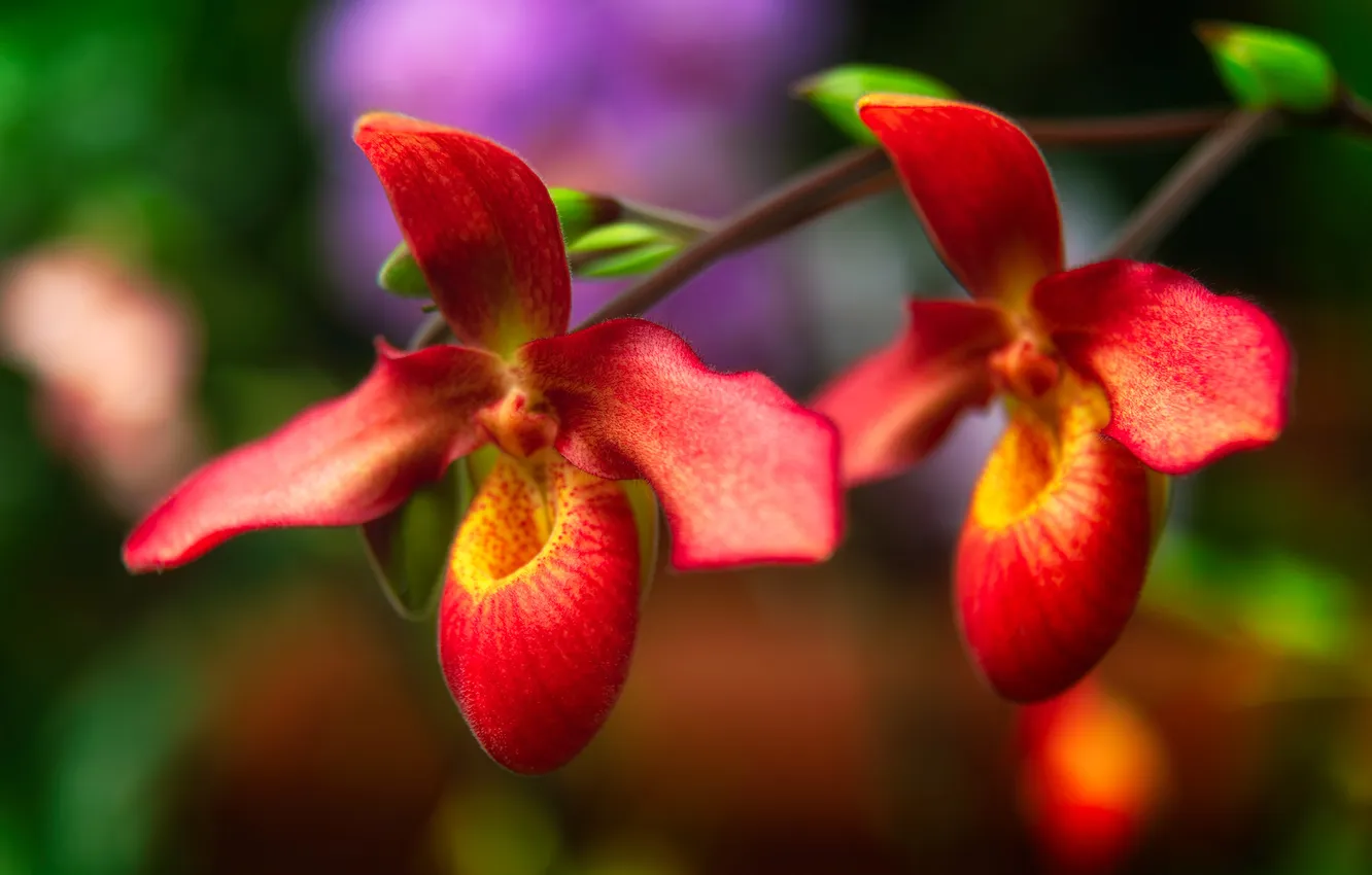 Фото обои цветы, сияние, фон, орхидея
