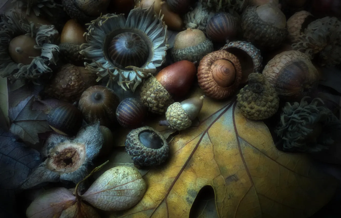 Фото обои осень, лист, орех, плод, желудь