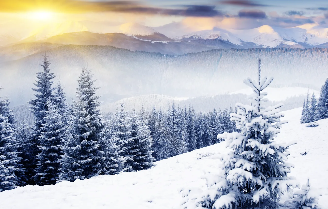Фото обои зима, снег, горы, природа, елки, trees, nature, winter