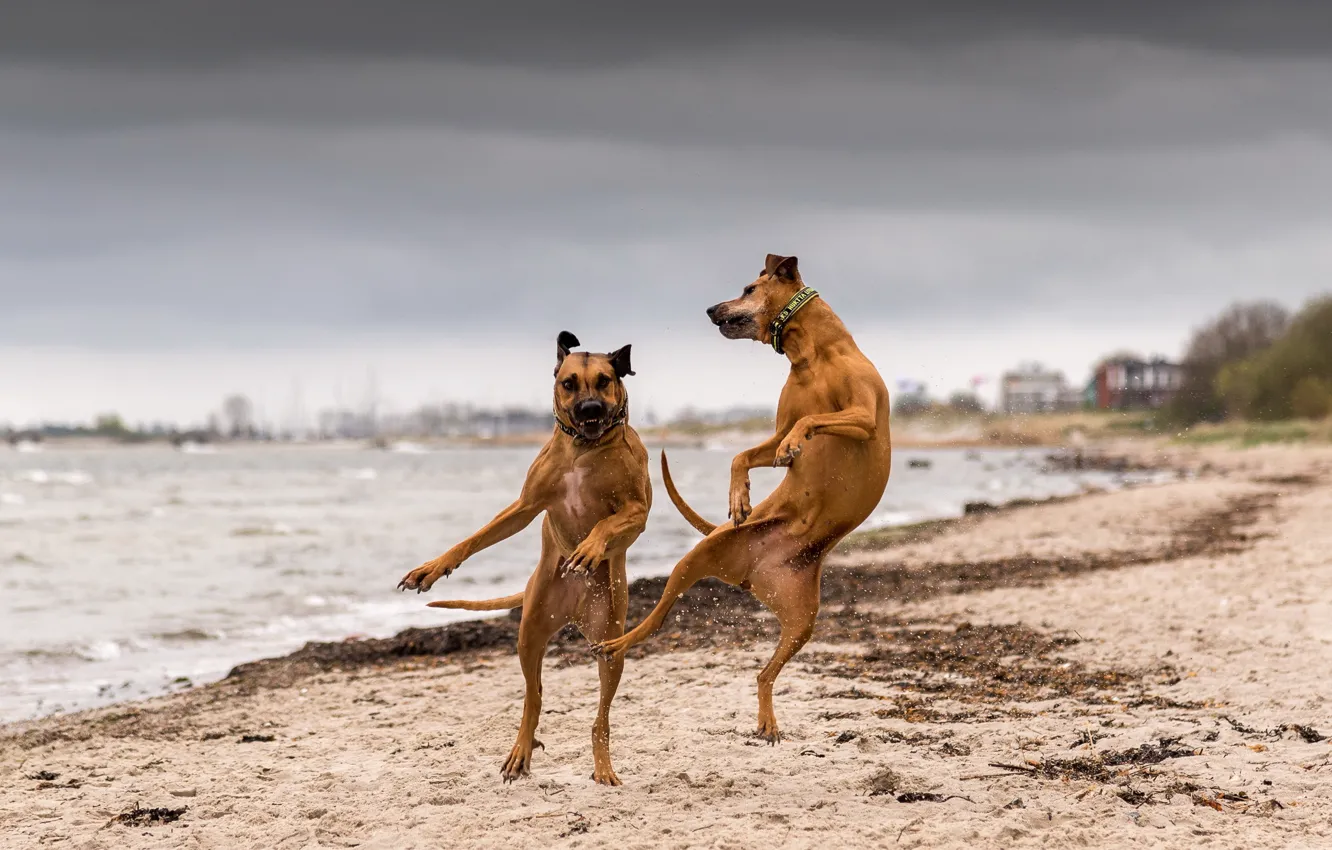 Фото обои собаки, река, танец