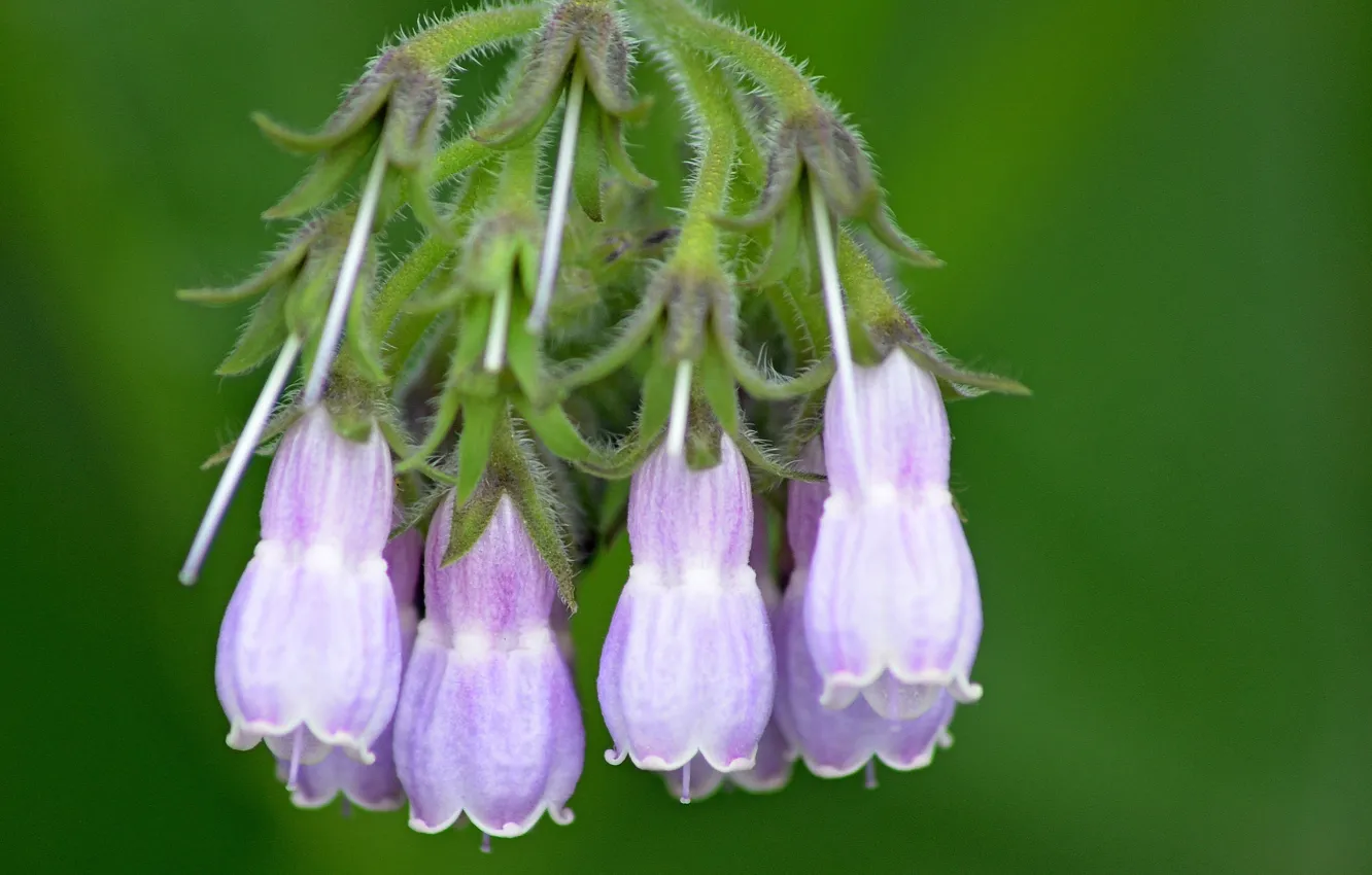 Фото обои боке, bokeh, Окопник, Comfrey