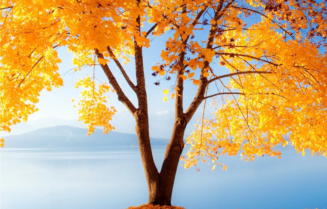 Фото обои осень, природа, дерево, золотое