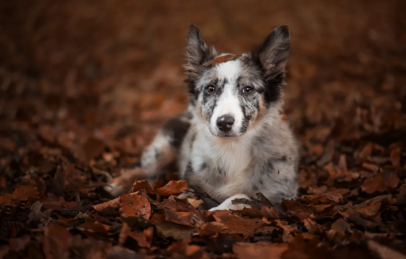 Фото обои осень, взгляд, листья, собака, щенок, Бордер-колли