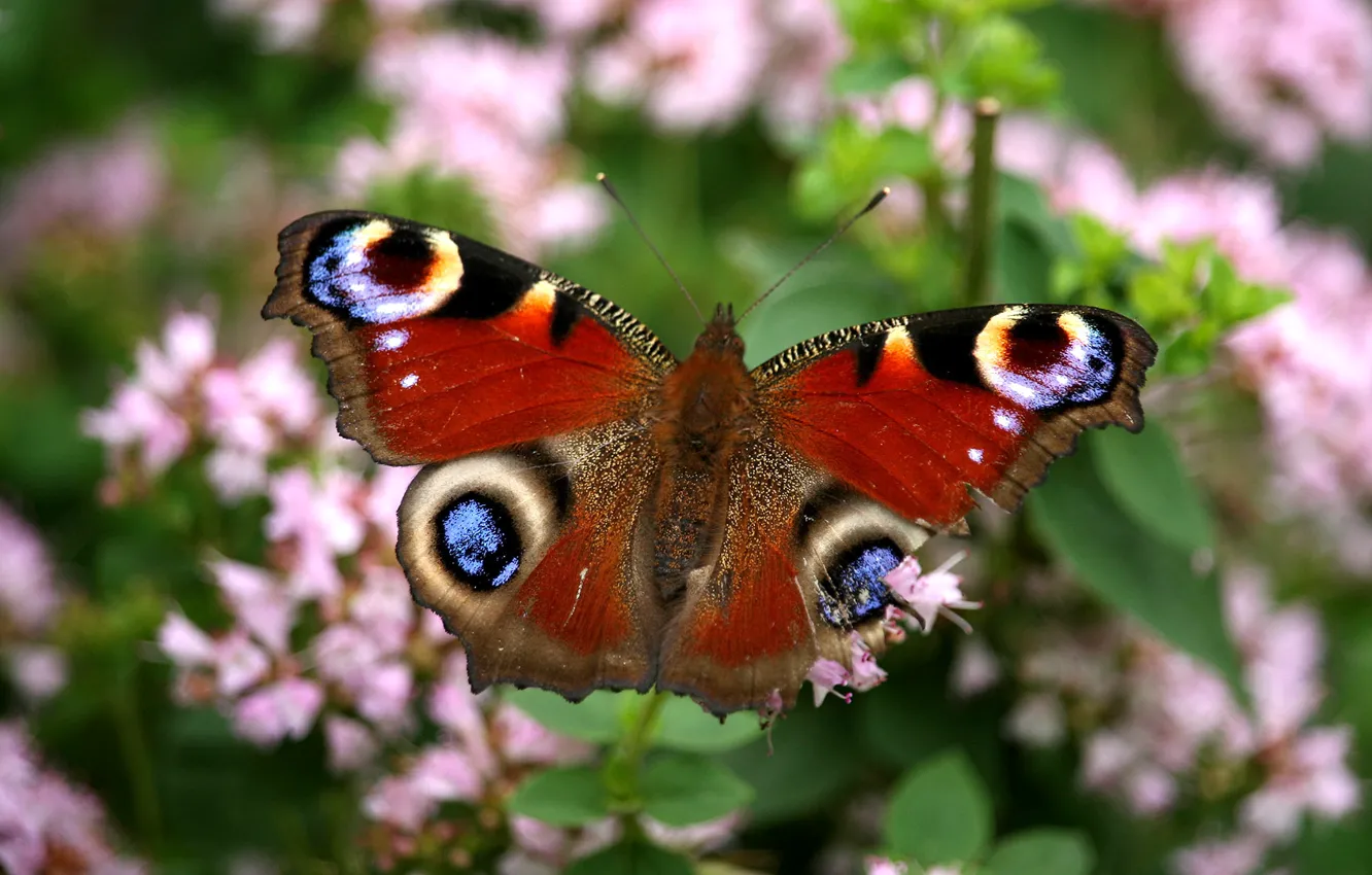Фото обои colors, butterfly, garden