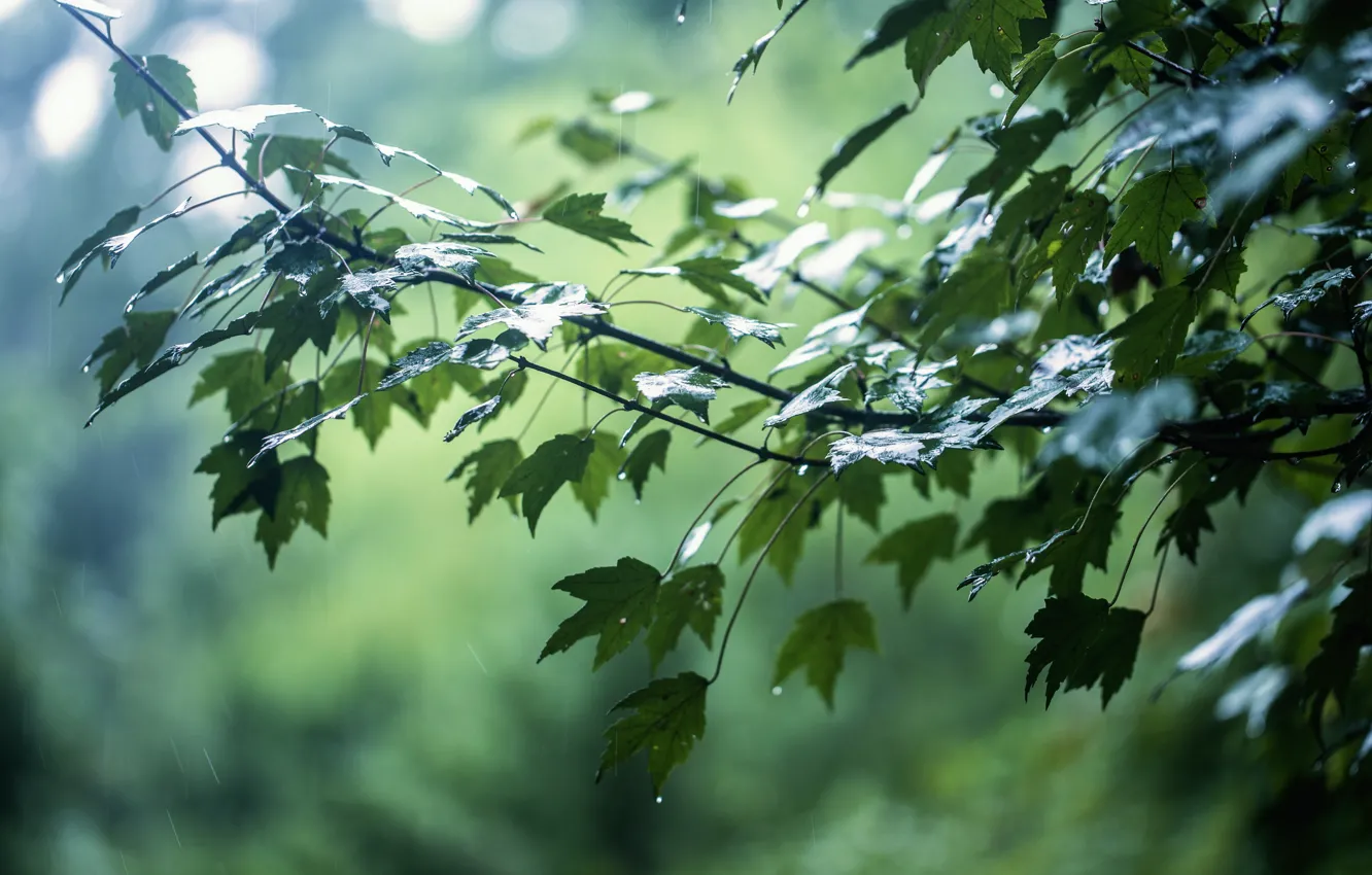 Фото обои листья, капли, ветки, блики, дождь, дерево