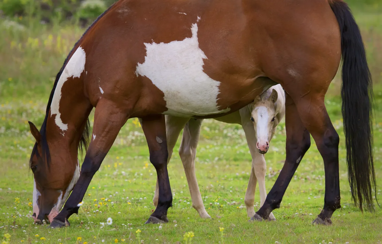 Фото обои лошадь, пастбище, жеребёнок, материнство