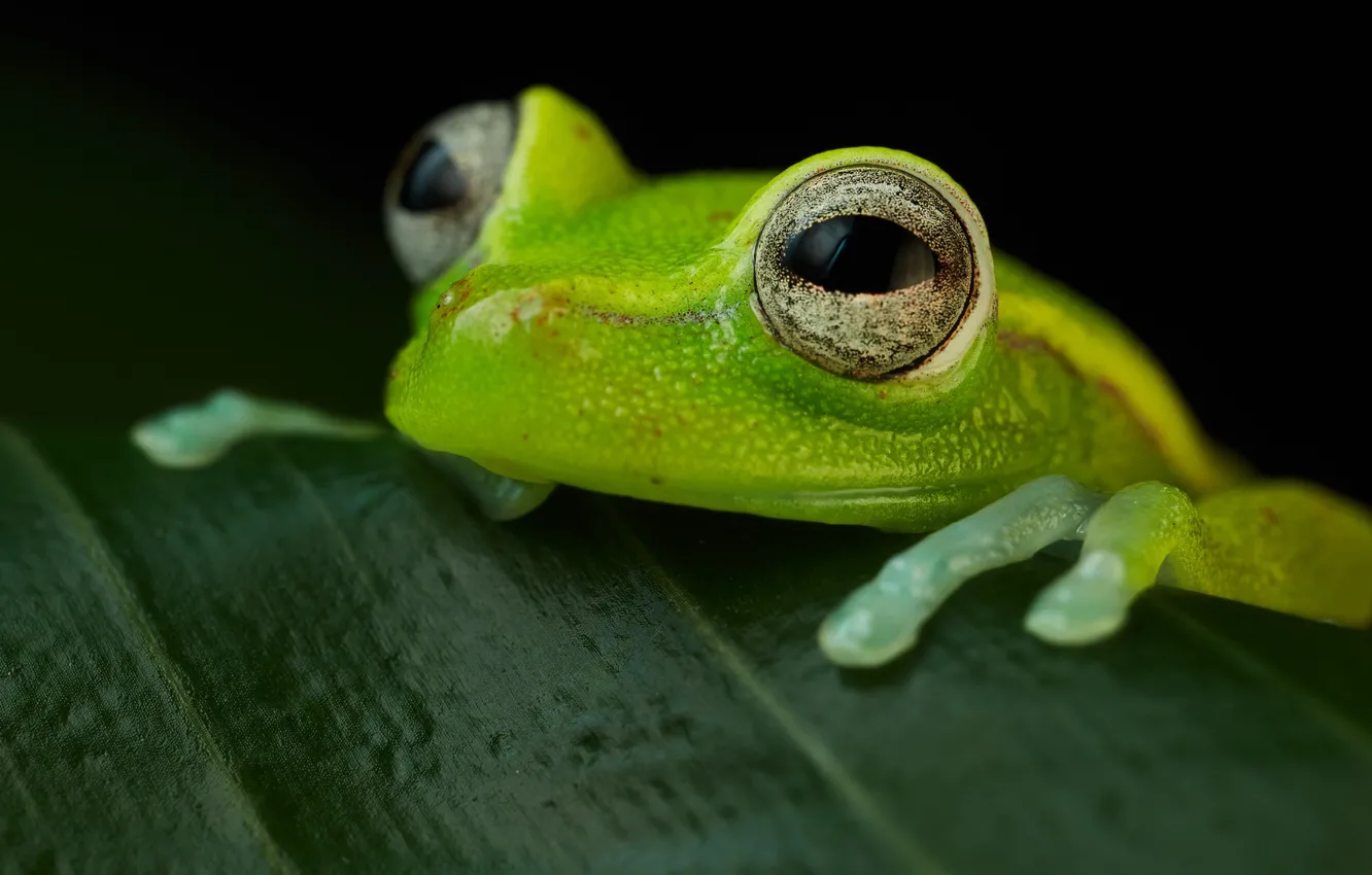 Фото обои amphibian, Hypsiboas punctata, Polk-a-dot treefrog