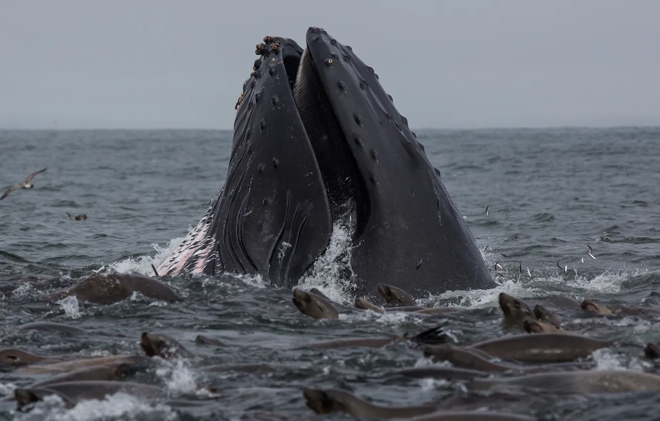 Фото обои whale, lunch, humpback, sea lions