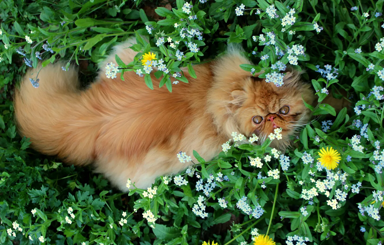 Фото обои зелень, кошка, кот, взгляд, морда, листья, цветы, природа