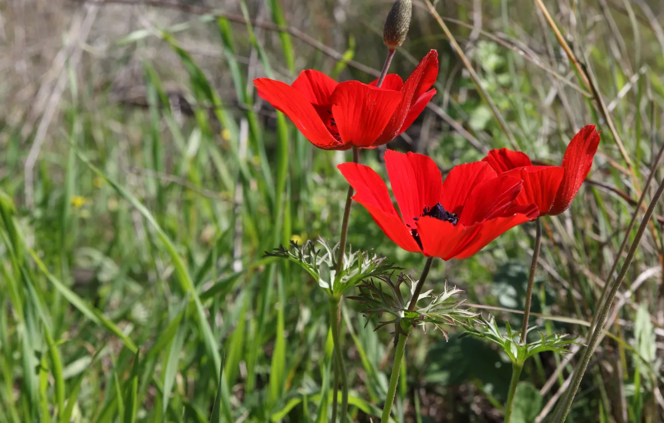 Фото обои трава, красный, размытый фон, анемоны