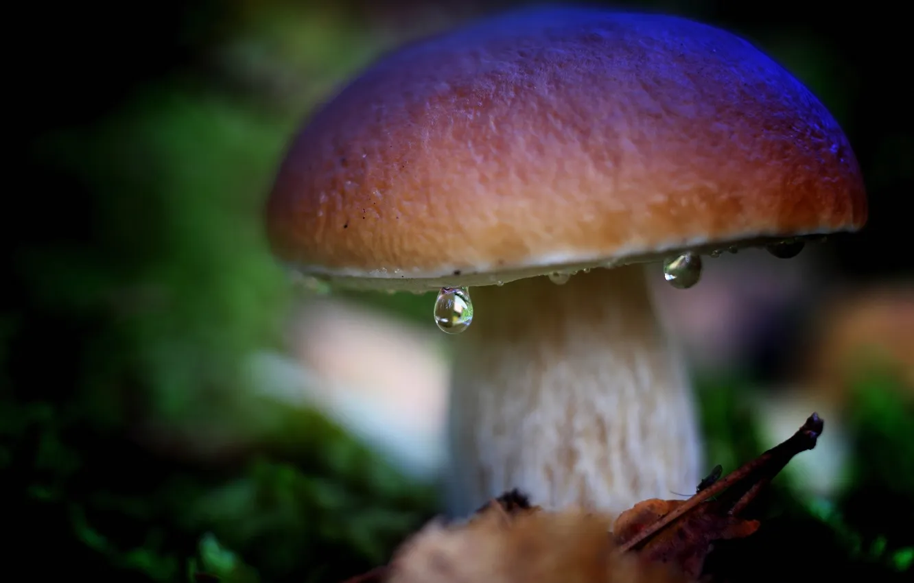 Фото обои капли, макро, природа, Белый гриб