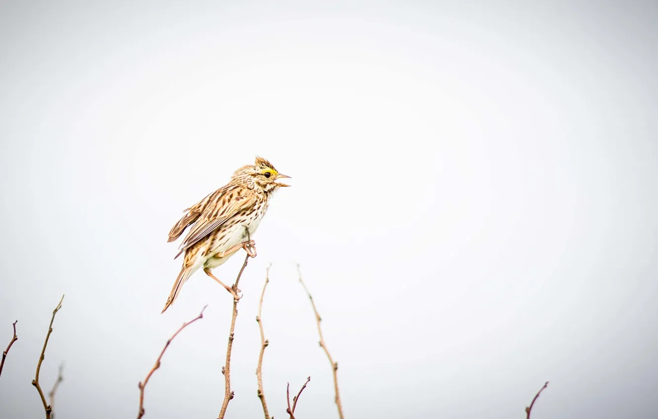 Фото обои bird, singer, branches, singing, rainy