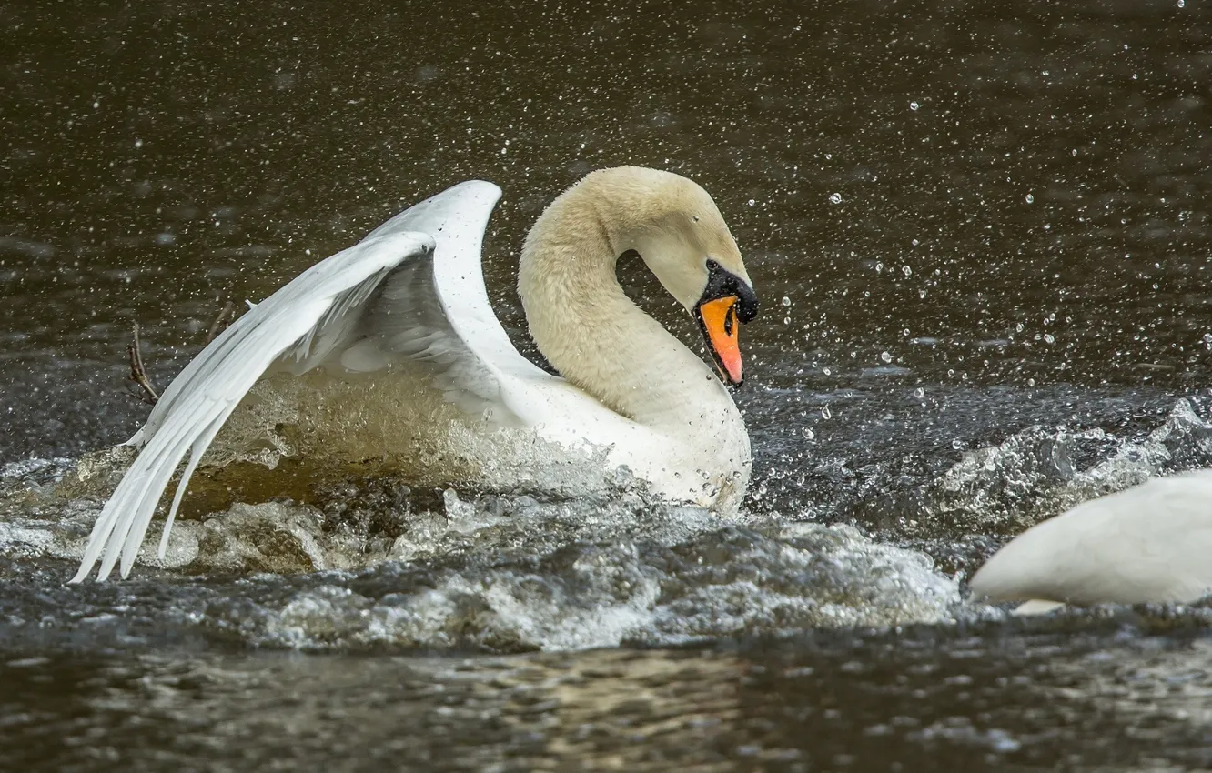 Фото обои белый, вода, брызги, движение, птица, крылья, грация, лебедь