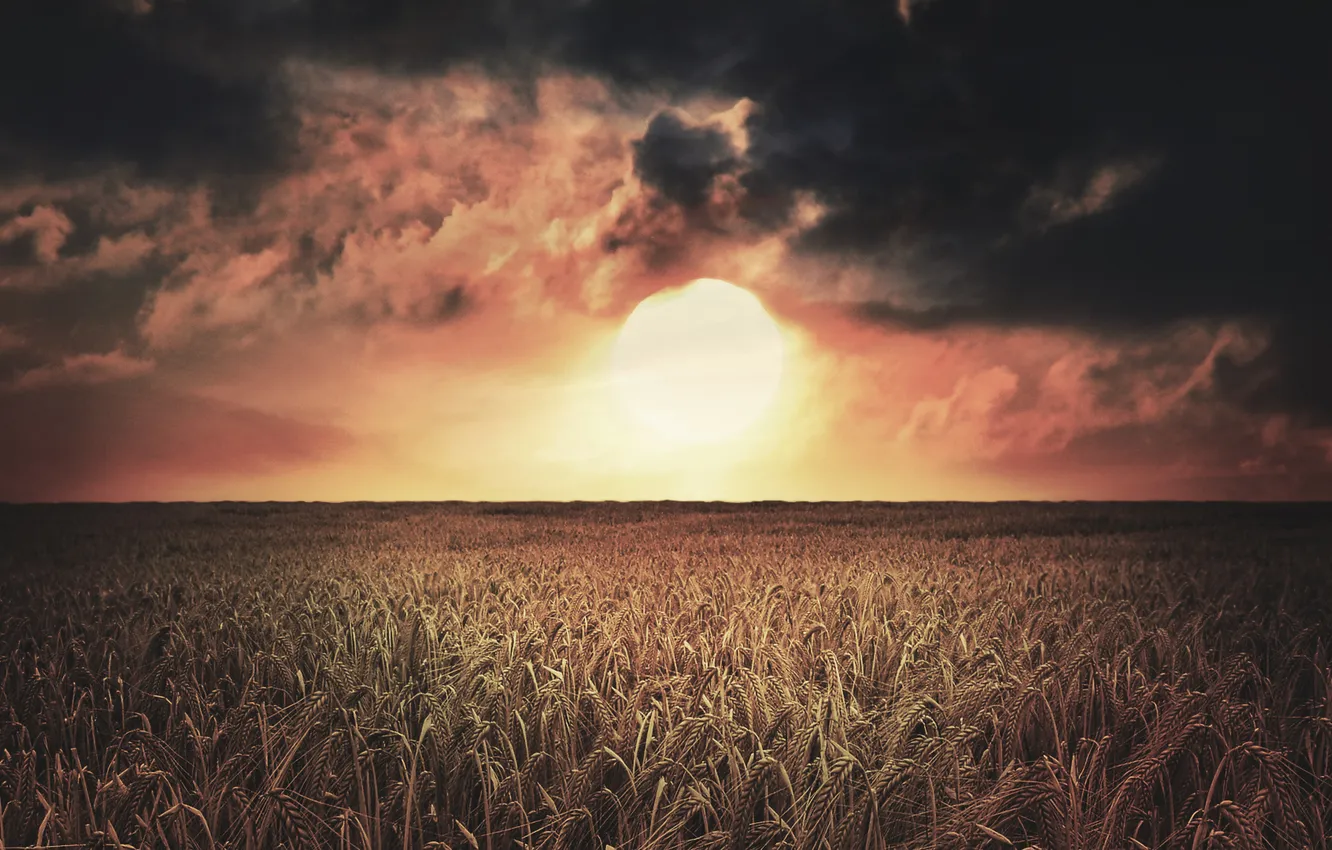 Фото обои поле, небо, солнце, облака, свет, пейзаж, закат, природа