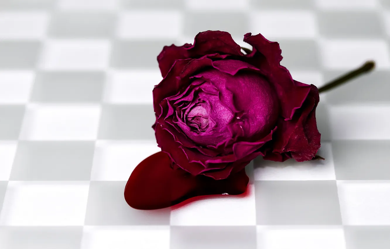 Фото обои фон, кровь, роза