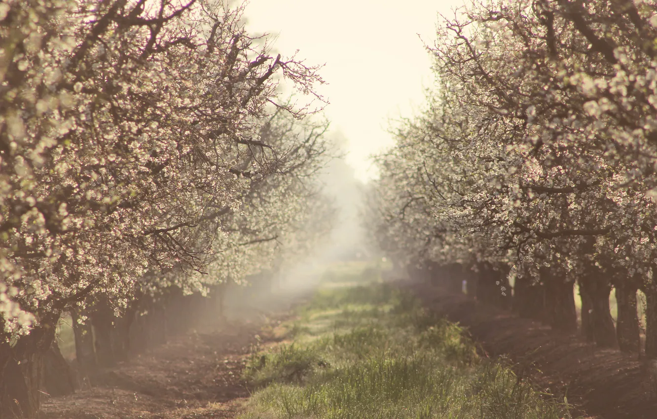 Фото обои природа, туман, весна, сад, яблони