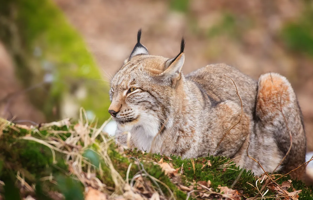 Фото обои трава, листья, лежит, рысь