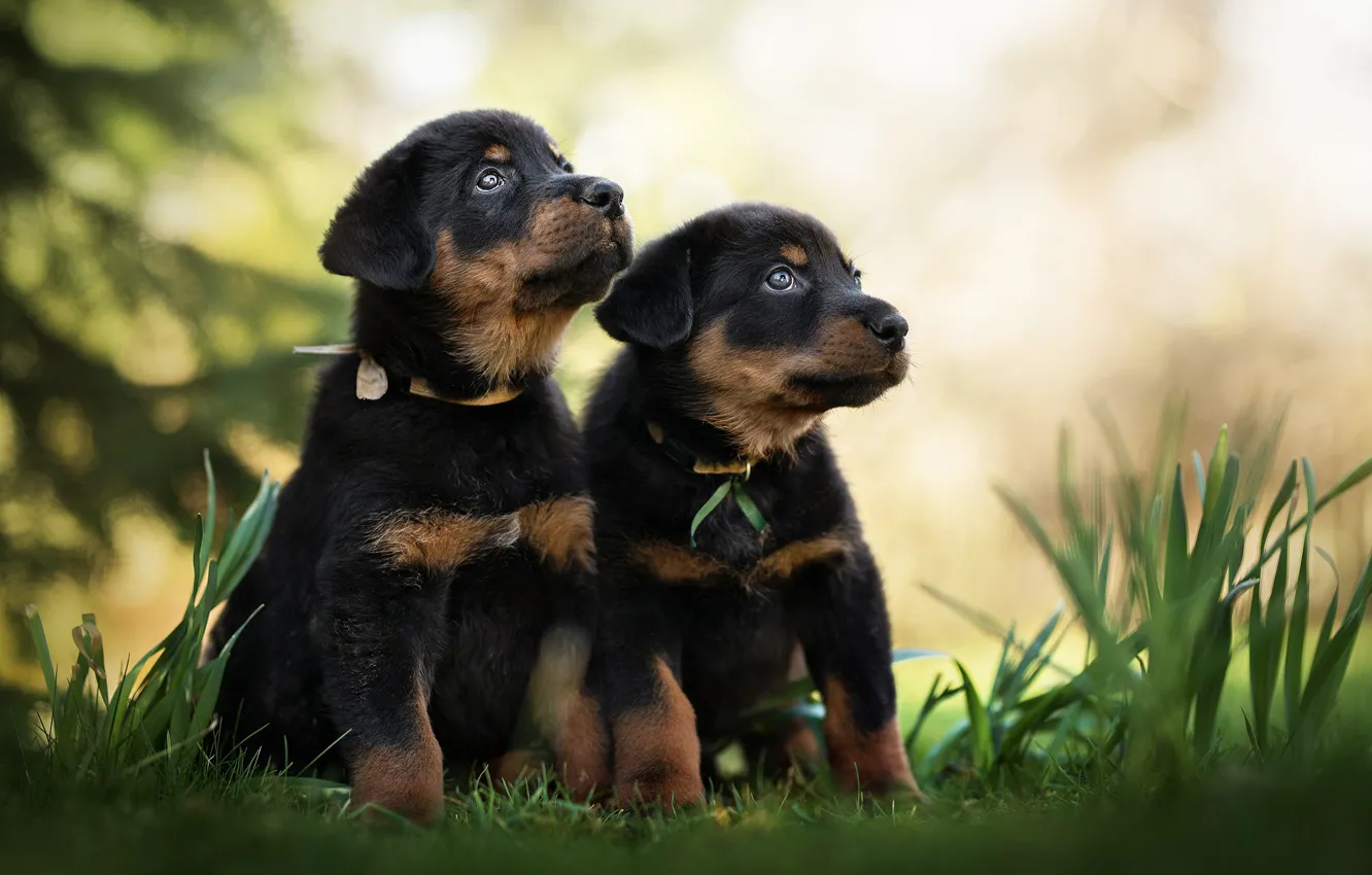 Фото обои собаки, щенки, малыши, парочка, боке, двойняшки, Босерон, Французская овчарка