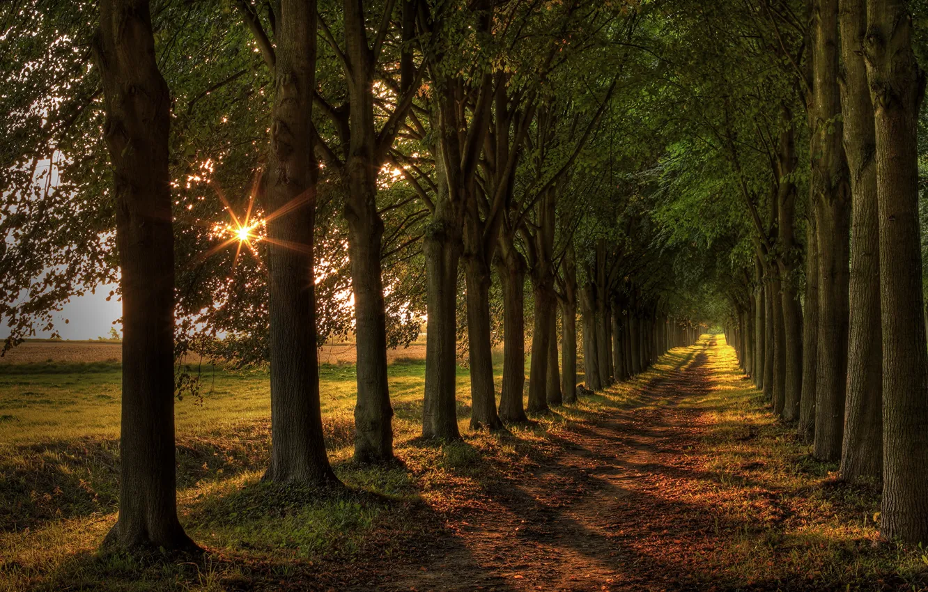 Фото обои дорога, свет, деревья, пейзаж