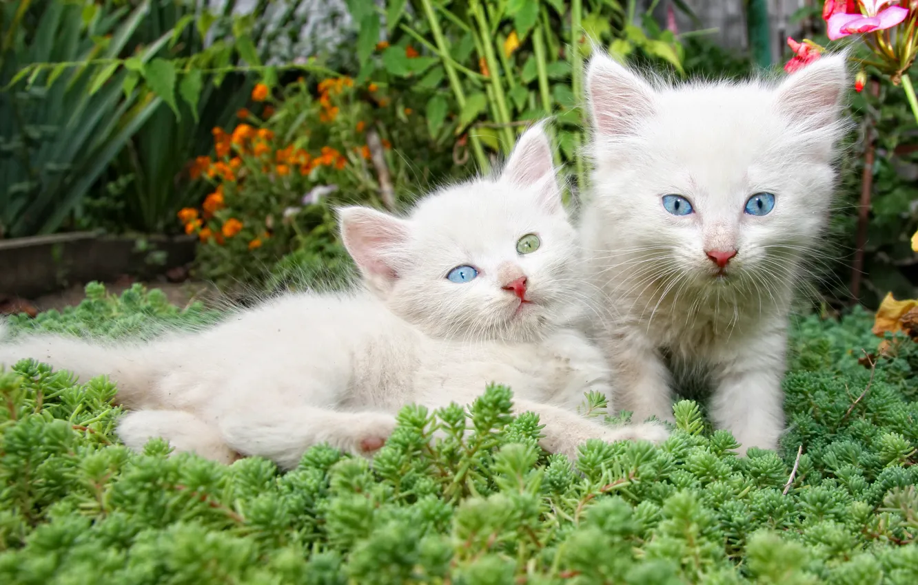 Фото обои цветы, котята, белые, парочка
