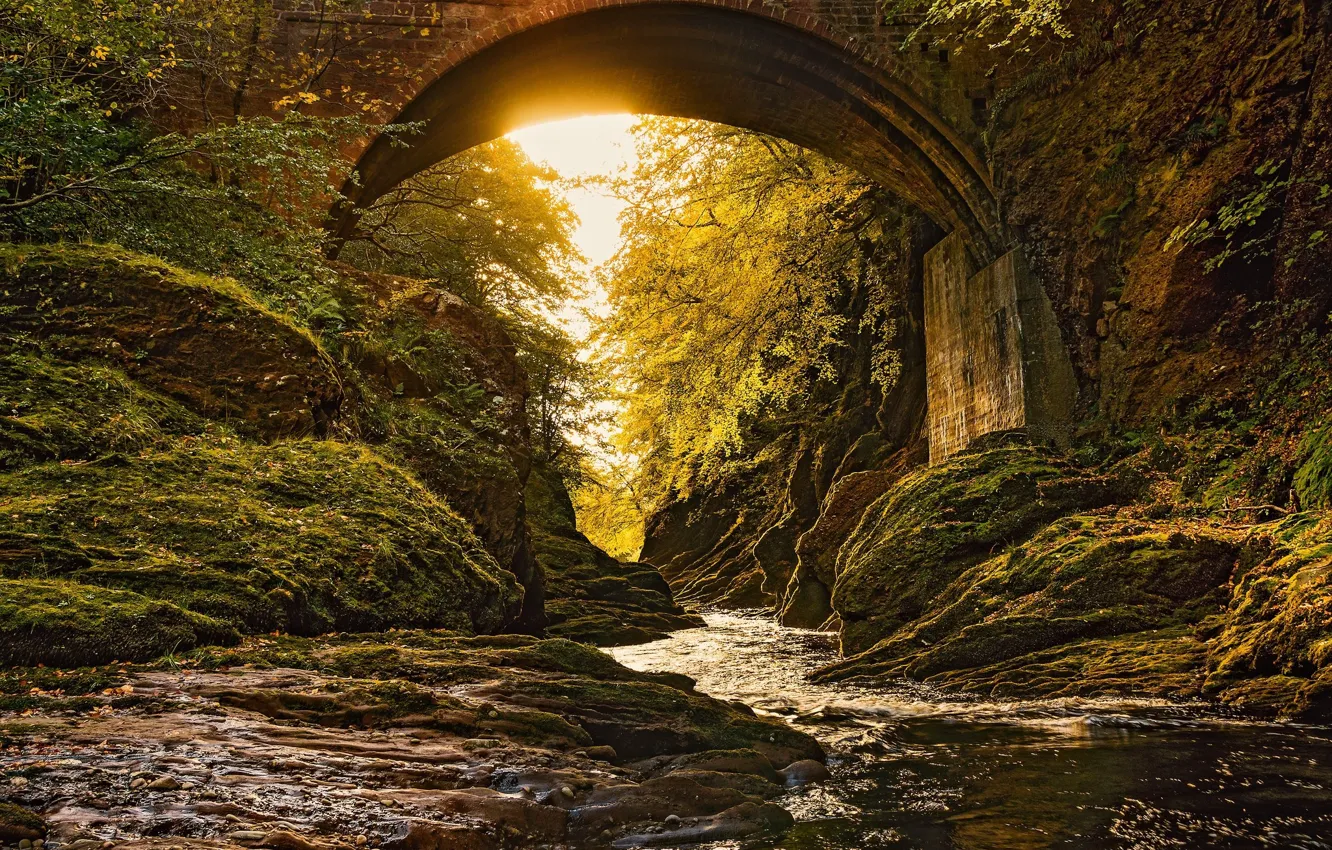 Фото обои лес, мост, арка