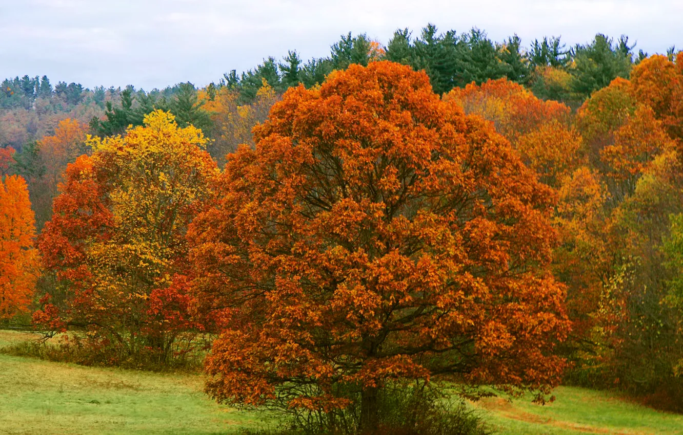Фото обои осень, лес, небо, листья, деревья, листва, багрянец