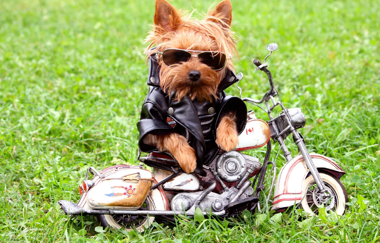 Фото обои трава, собака, очки, куртка, мотоцикл, йоркширский терьер