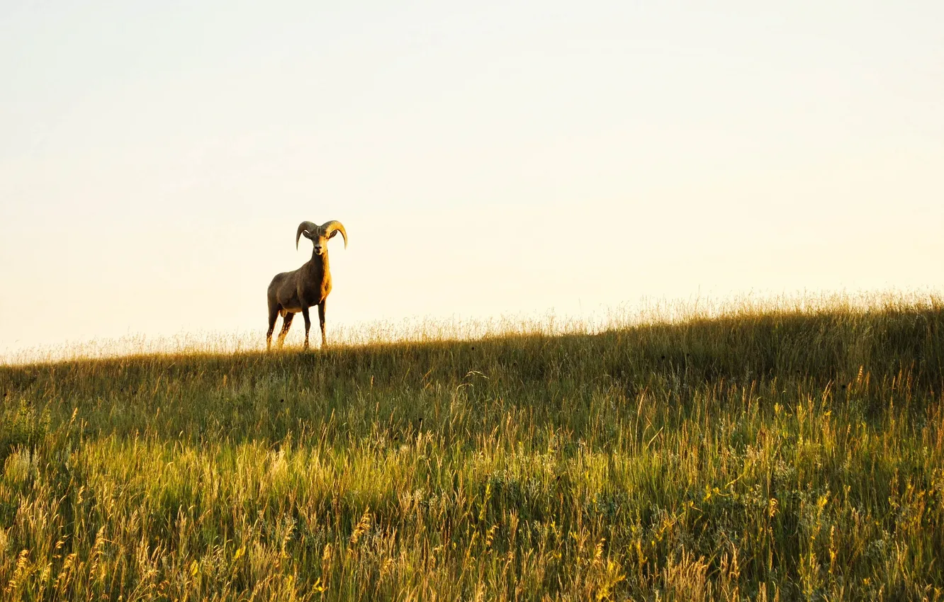 Фото обои поле, небо, трава, рог, овец