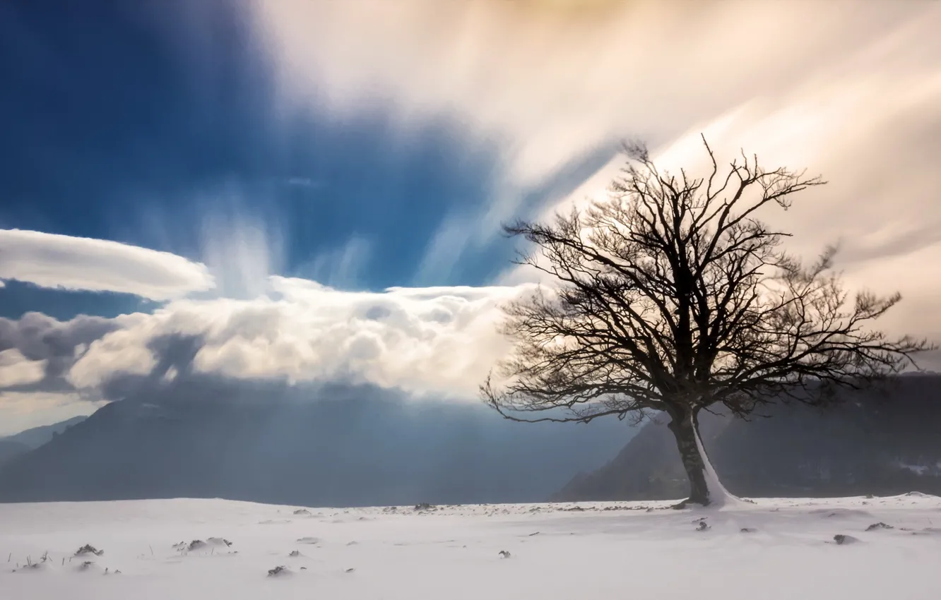 Фото обои снег, горы, туман, дерево