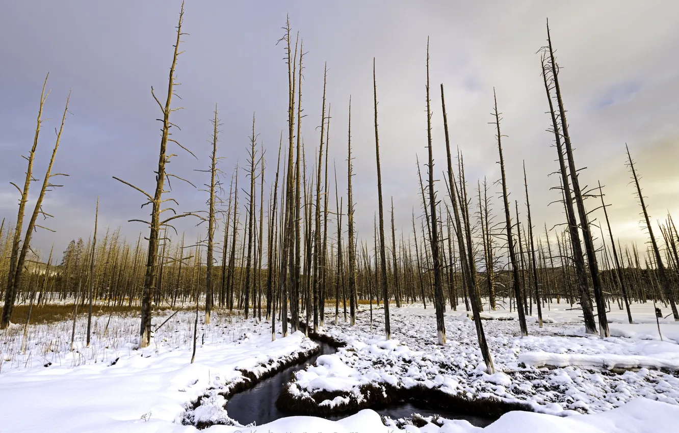 Фото обои лес, снег, речка