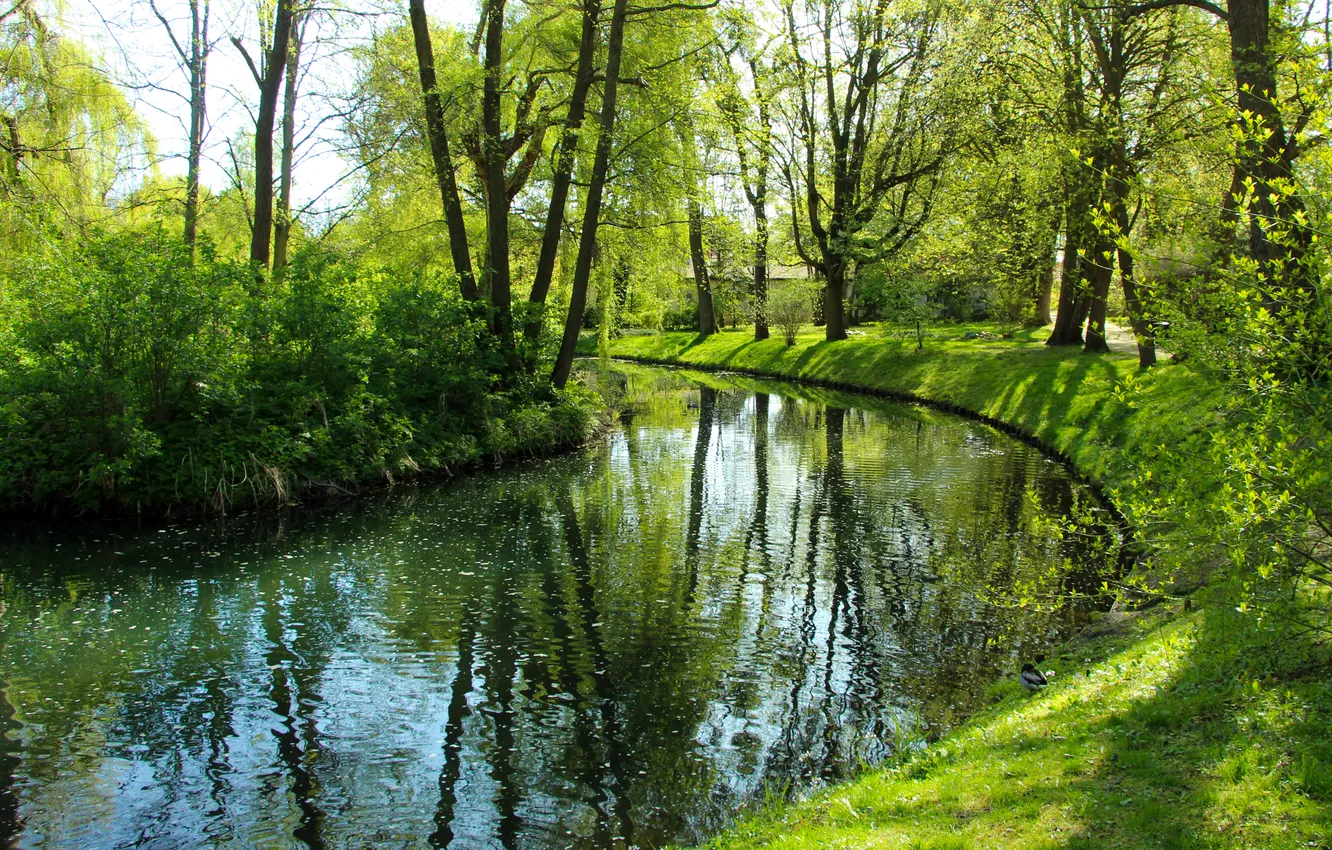 Фото обои trees, water, park, pond