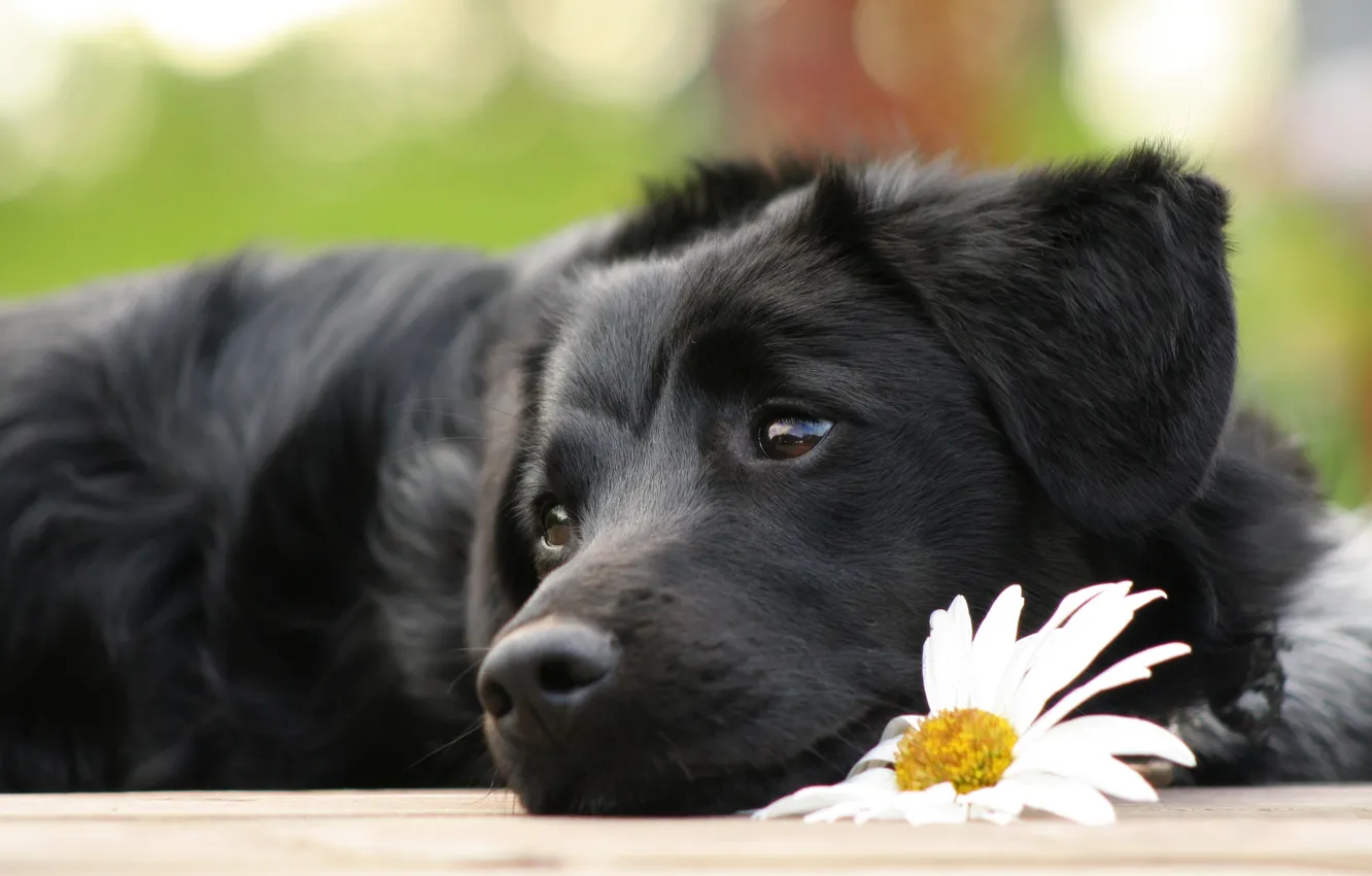 Фото обои цветок, ромашка, пес, щенок, лежит, грустный, ченрыш