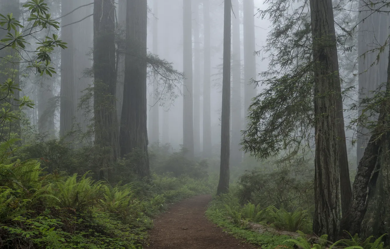 Фото обои лес, деревья, природа, туман, Калифорния, USA, США, тропинка