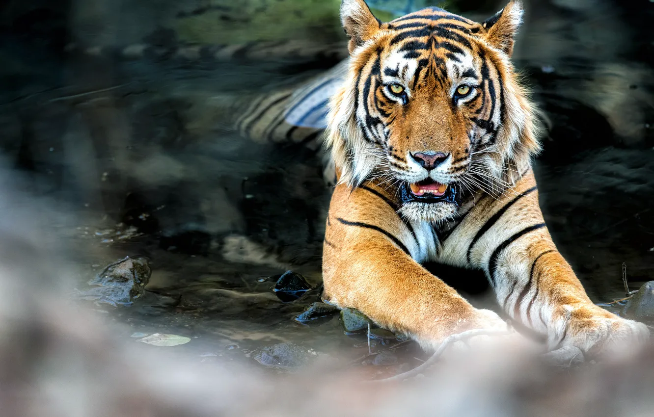 Фото обои tiger, water, feline
