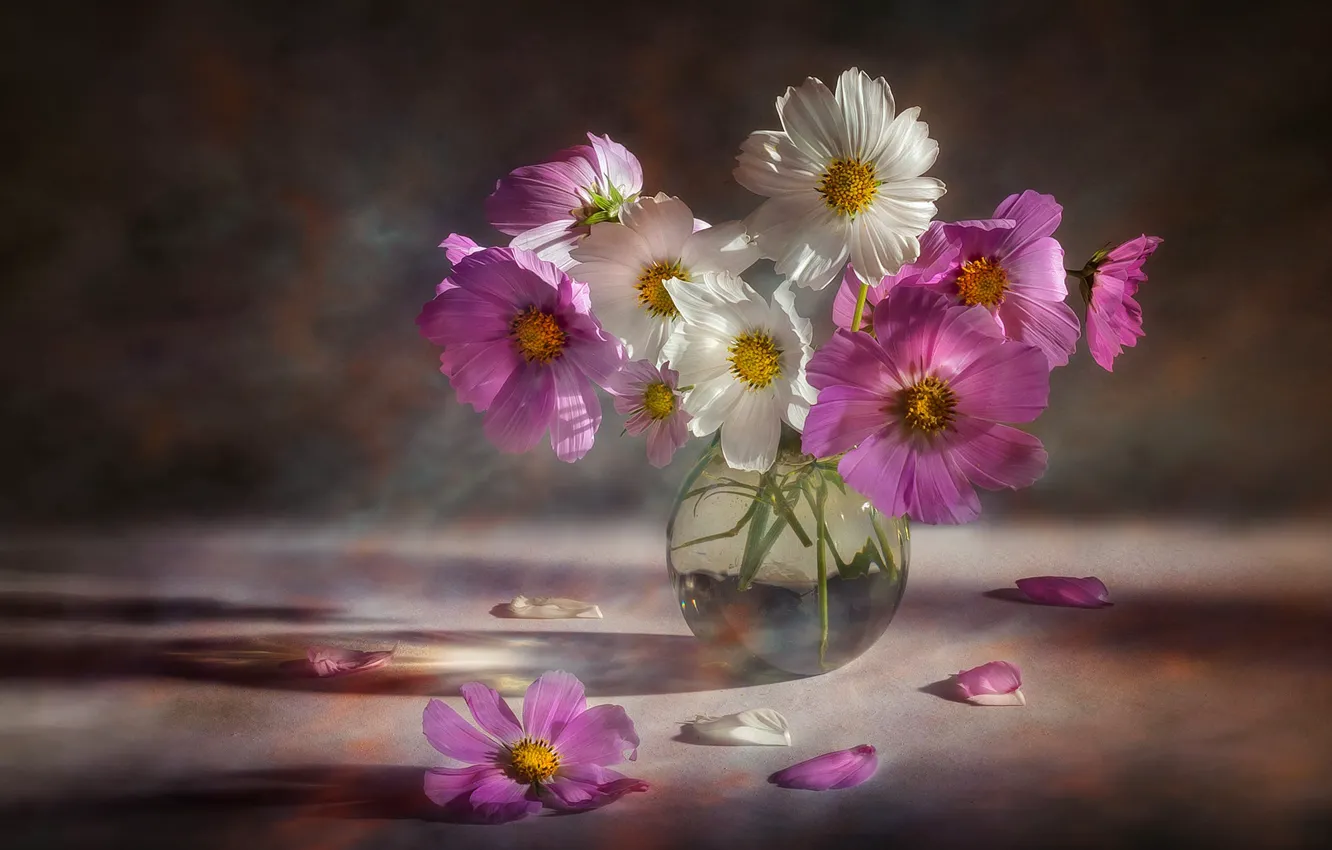 Фото обои цветы, букет, розовые, белые, вазочка, космея, космеи