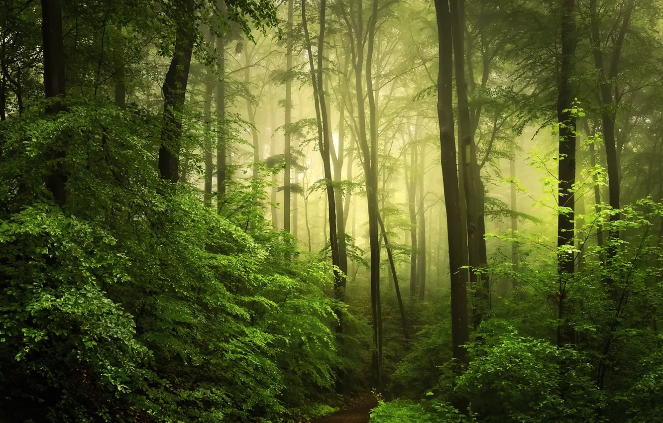 Фото обои зелень, лес, туман, фото