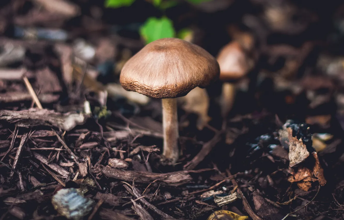 Фото обои лес, листья, гриб, шляпка