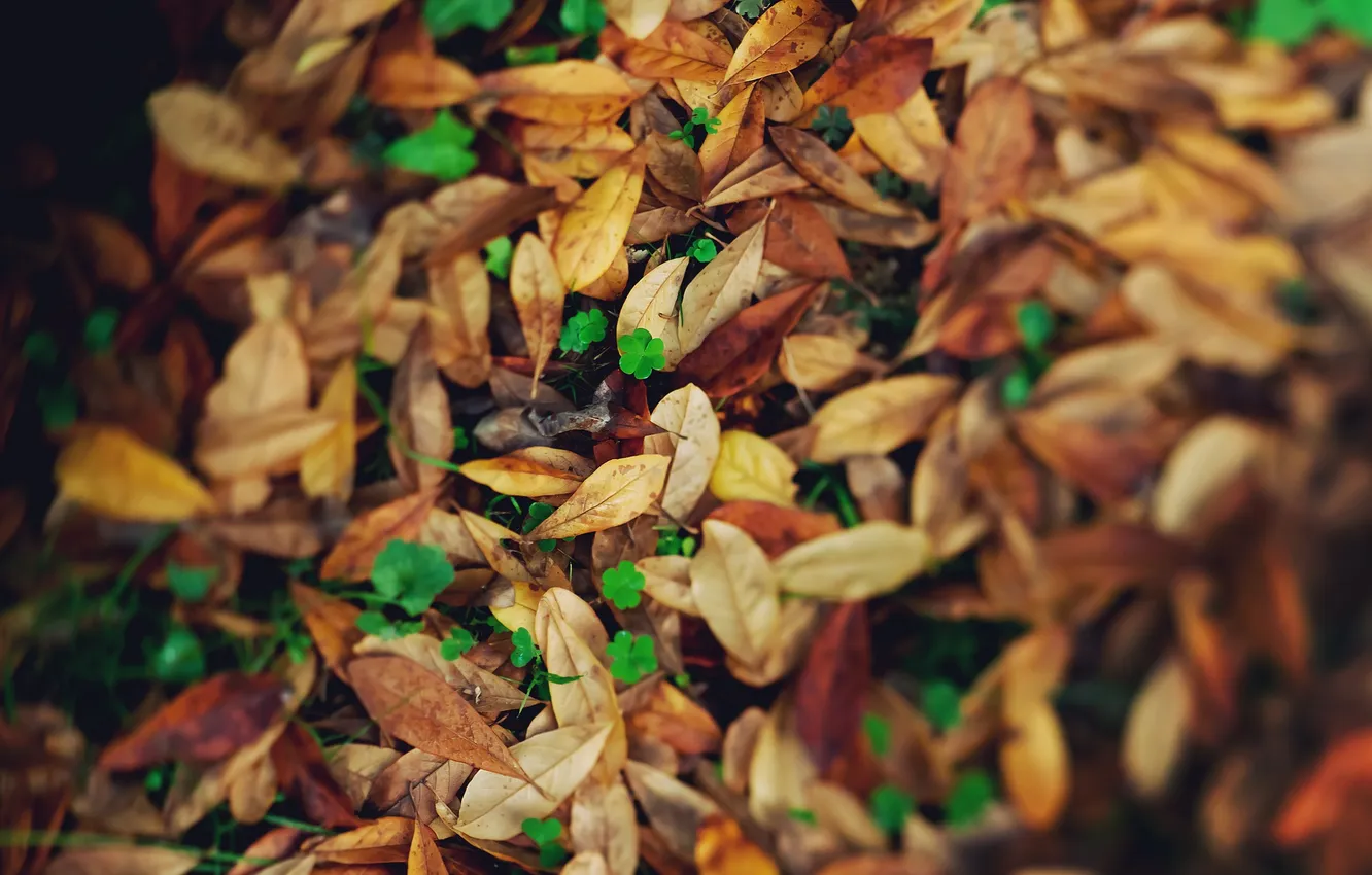 Фото обои осень, листья, желтые