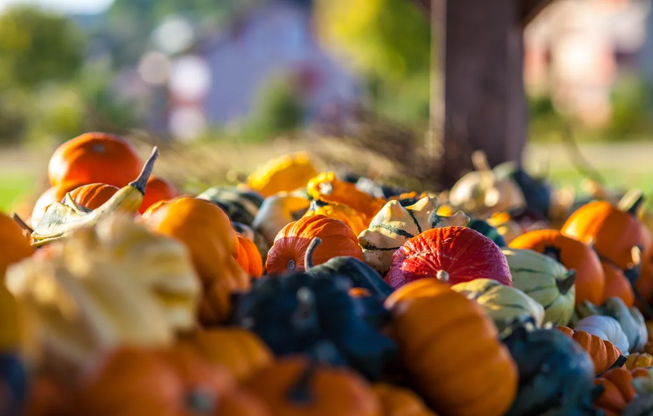 Фото обои осень, макро, урожай, тыквы, овощи
