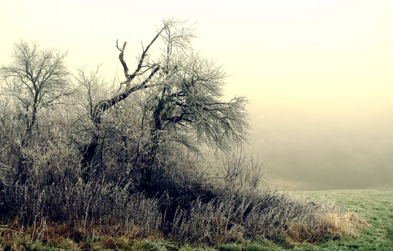 Фото обои иней, деревья, туман, утро, кусты