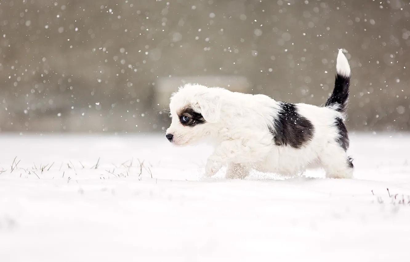 Фото обои dog, snow, eye, snowing, suspicious, alert