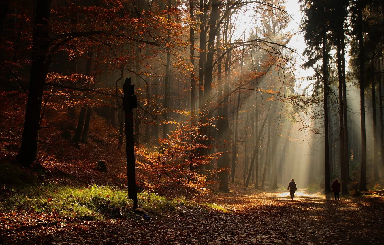 Фото обои осень, листья, солнце, деревья, человек, Лес