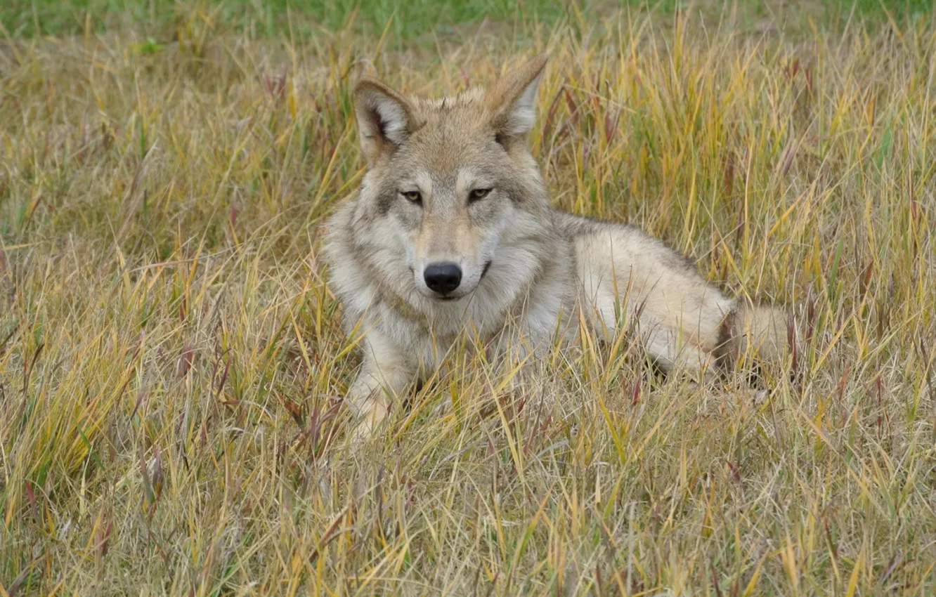 Фото обои nature, predator, animal, wolf, wildlife, portrait, portrait., Canis lupus. face