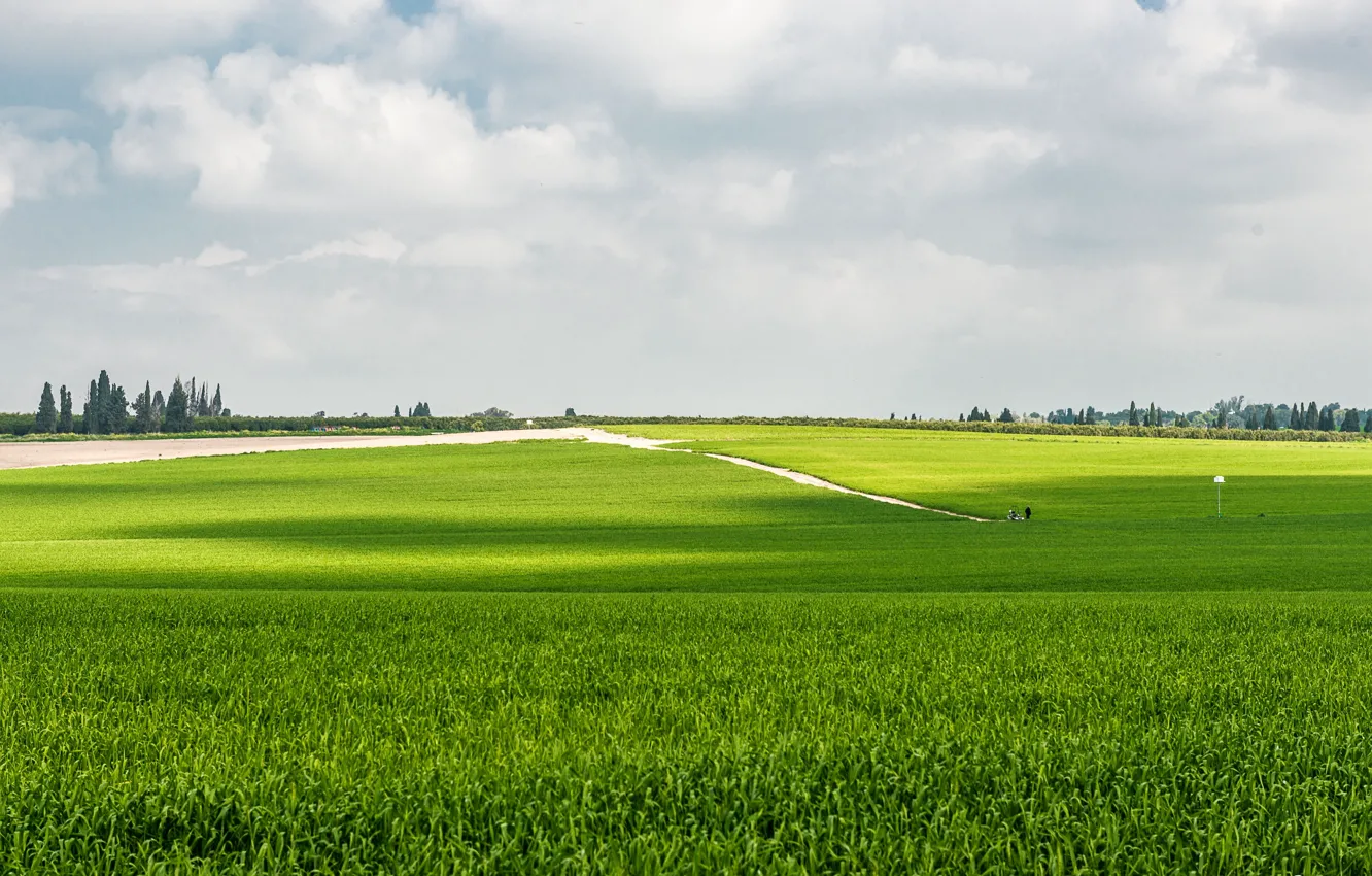 Фото обои зелень, небо, трава, green, Поле, sky, field